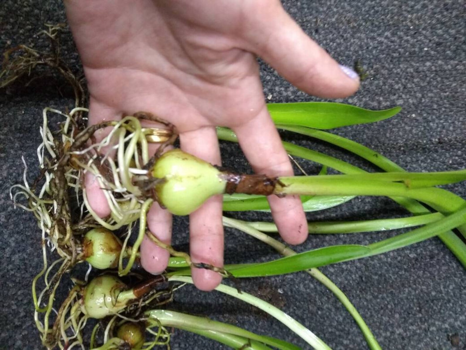 Easter Lily Bulbs lilies potted plant or loose WELL rooted Etsy