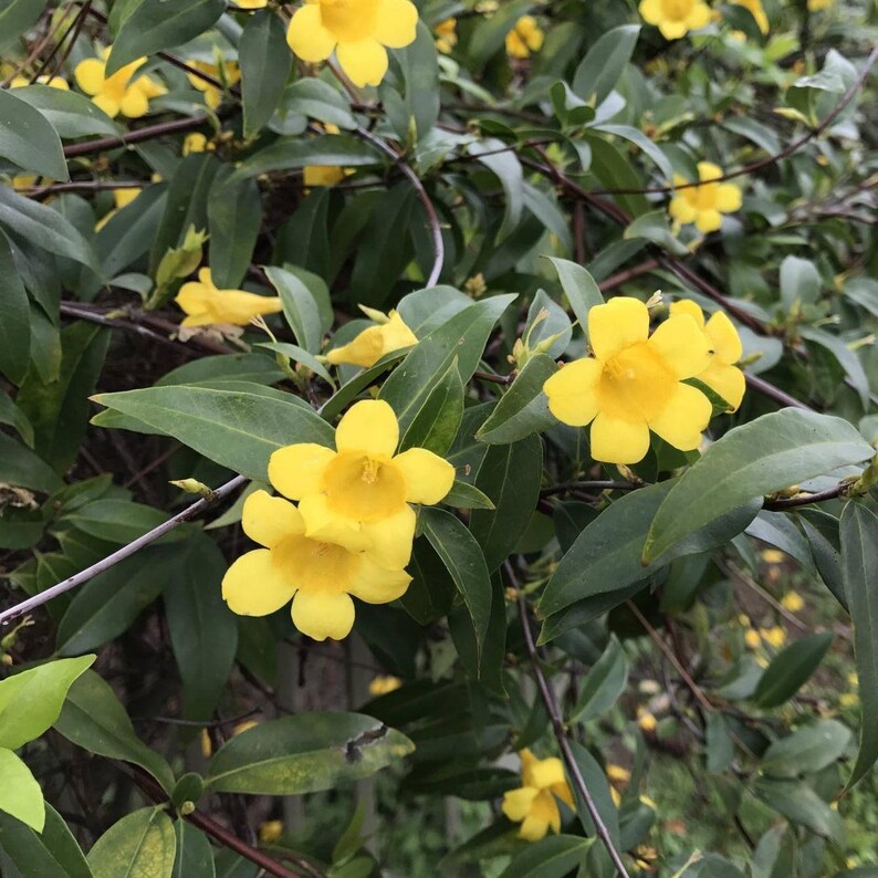 Yellow Jasmine vine potted plant Carolina Jasmine Young Etsy