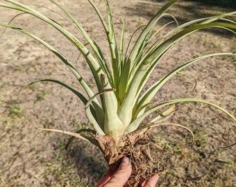 Tillandsia Large Epiphytic Air Plant | Small to 2 Foot HUGE Air Plants| indoor outdoor plants for Home decor or DIY projects! Pick your size