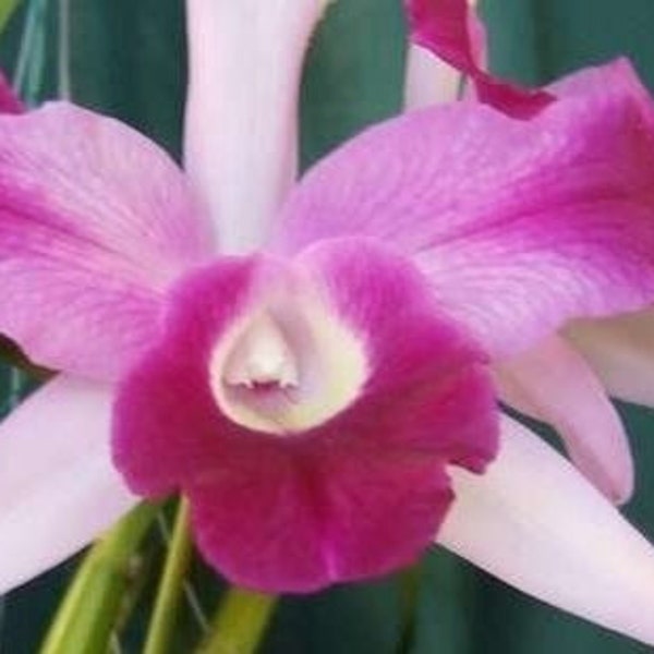 Lc. Dorothy Warne 'Favorite' AM/AOS Laelias  4inch Clear pot | Fragrant| Laeliocattleya CURRENTLY in Sheath 4.10.23 Bloom size orchid