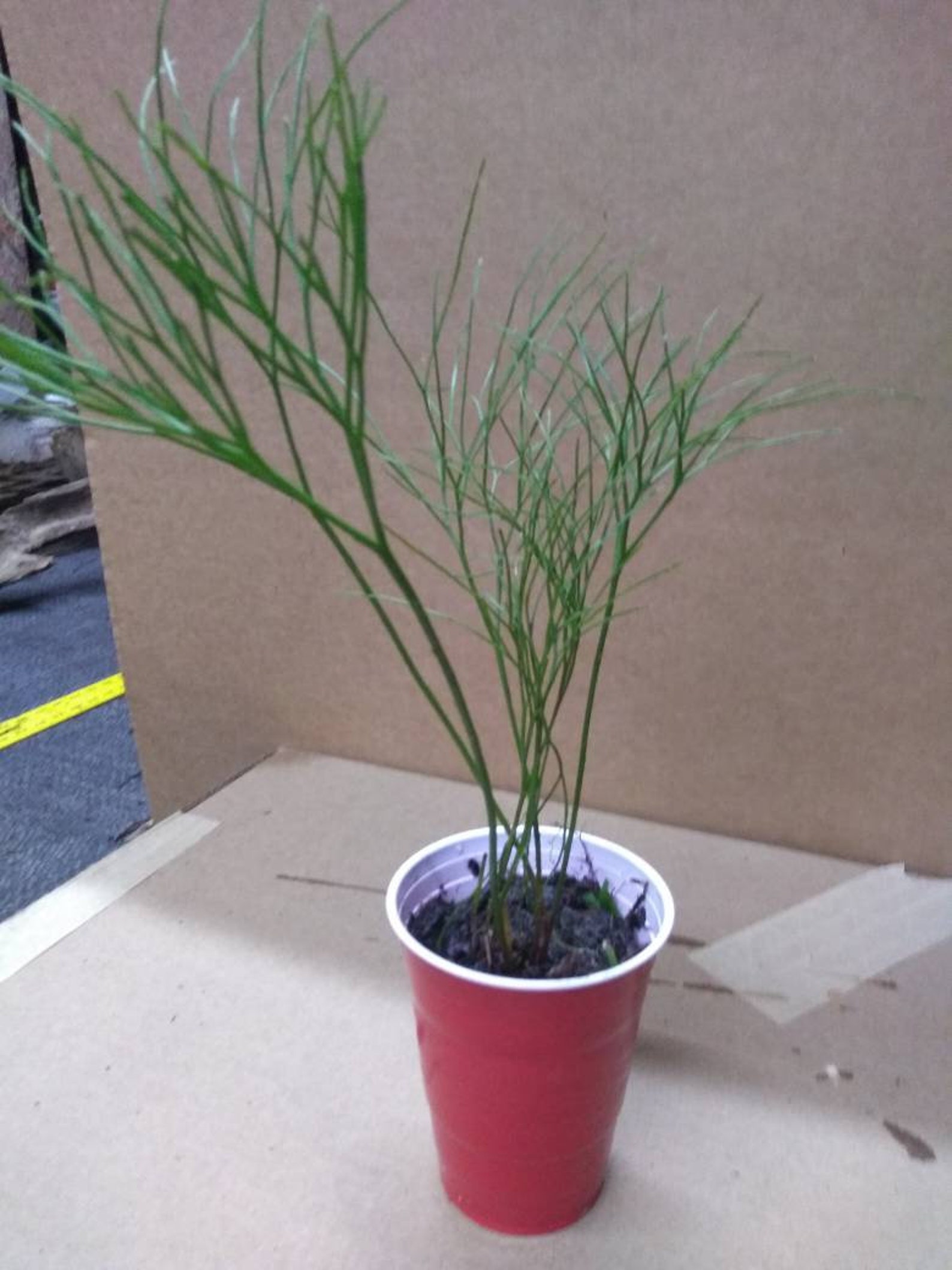 RARE Whisk Fern. Psilotum is a genus of fernlike vascular Etsy