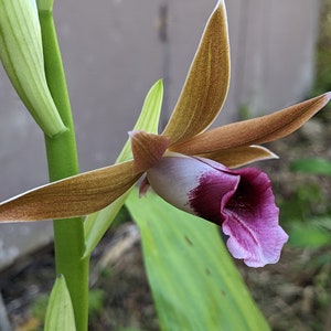 Phaius tankervilliae |Hooded Nun |Lady of the Swamp |Fragrant |  Florida Natives Orchid species