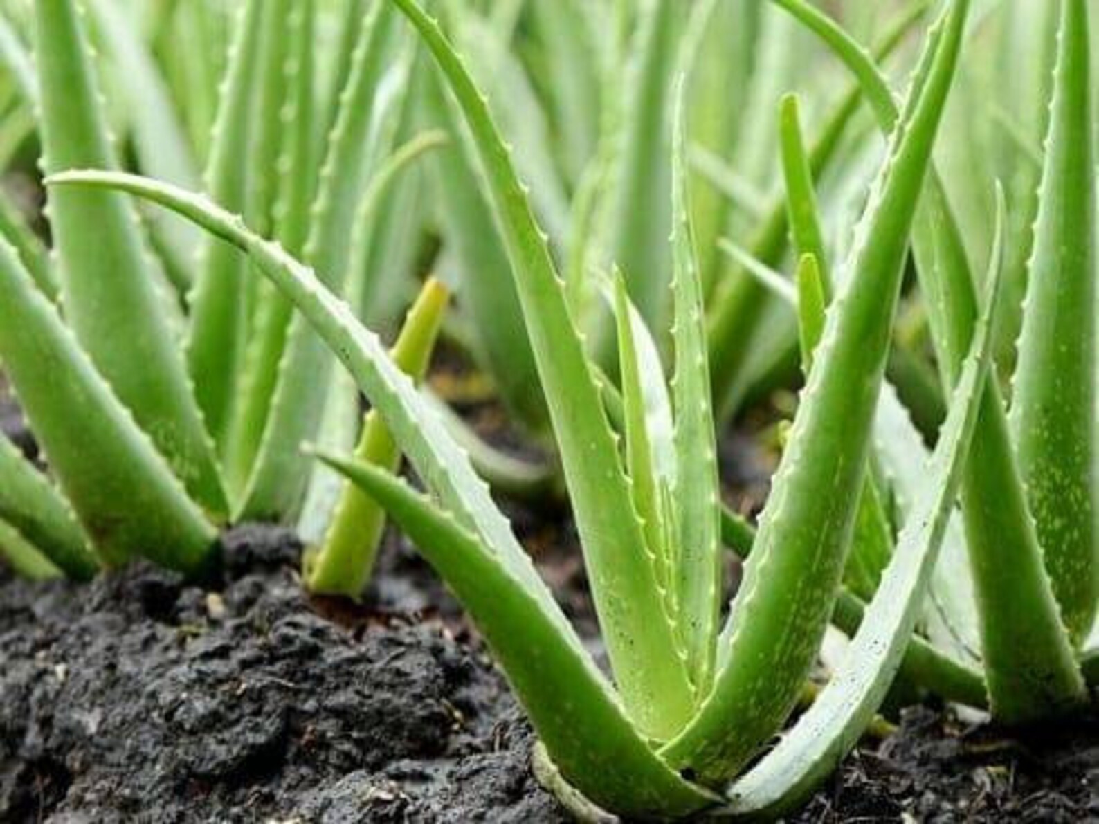 Aloe Vera Live Potted Plant large and small Etsy