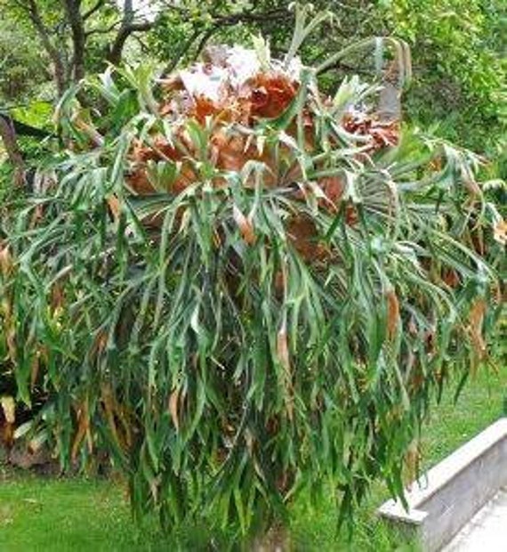 Staghorn fern live plant Elkhorn pup for hanging pot or Etsy