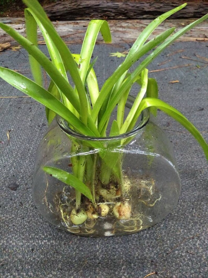 Easter Lily Bulbs lilies potted plant or loose WELL rooted Etsy