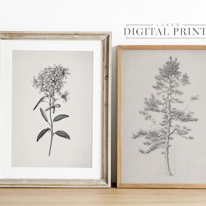 Set Of 2 - Vintage Botanical Pencil Drawing Digital Prints - Minimalist Antique Farmhouse Sketch&#39;s - PRINTABLE Wall Art Downloads