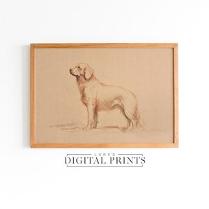 May include: A framed drawing of a golden retriever dog standing in profile, looking to the left. The drawing is on a beige background and is framed in a light wood frame.