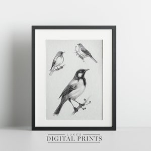 Vintage Bird Sketch Art Print - Minimalist Pencil Drawing PRINTABLE Wall Art - Digital Download
