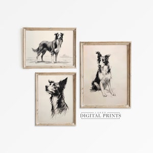 Border Collie PRINTABLE Artwork Set Of 3 - Digital Drawing Downloads - Antique Style Pet Sketch Bundle - Sheep Dog Prints