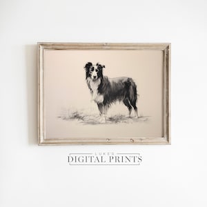 Minimalist Border Collie Drawing Print - Digital Art Download - PRINTABLE Classical Pet Sketch - Cute Sheep Dog Wall Decor