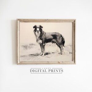 Border Collie PRINTABLE Drawing - Digital Art Download - Vintage Dog Artwork Wall Decor - Minimalist Pet Portrait Sketch Print