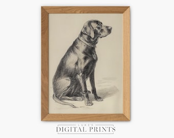 Black Labrador Portrait Sketch - Digital Print Download - Vintage Dog Drawing Wall Art - PRINTABLE Animal Decor Poster