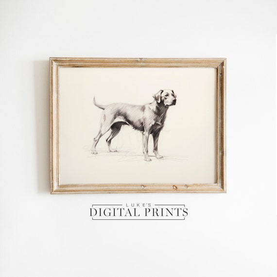 Silver Labrador Art Drawing Print - Vintage Digital Download- Pet Dog Sketch Wall Decor - PRINTABLE Lab Standing Illustration Artwork
