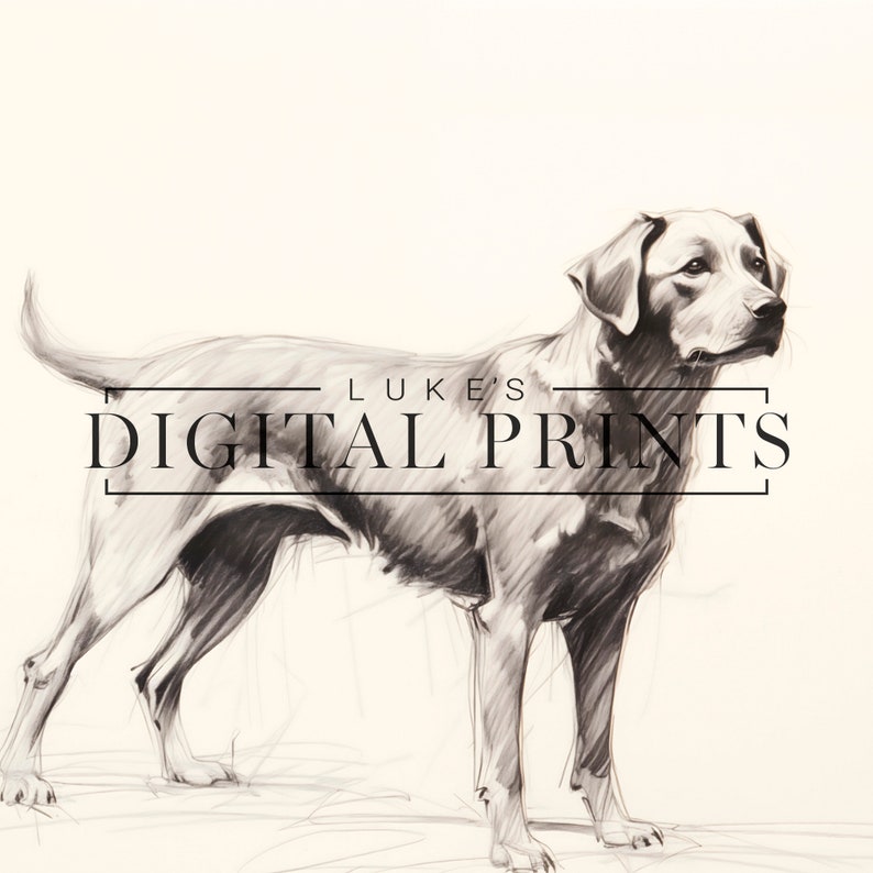Silver Labrador Art Drawing Print - Vintage Digital Download- Pet Dog Sketch Wall Decor - PRINTABLE