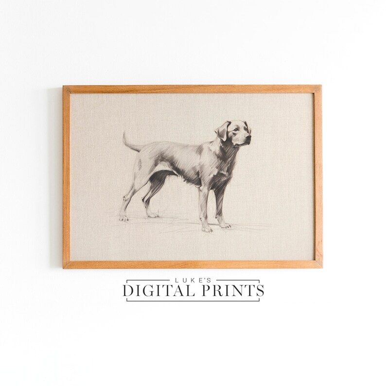 Silver Labrador Art Drawing Print - Vintage Digital Download- Pet Dog Sketch Wall Decor - PRINTABLE