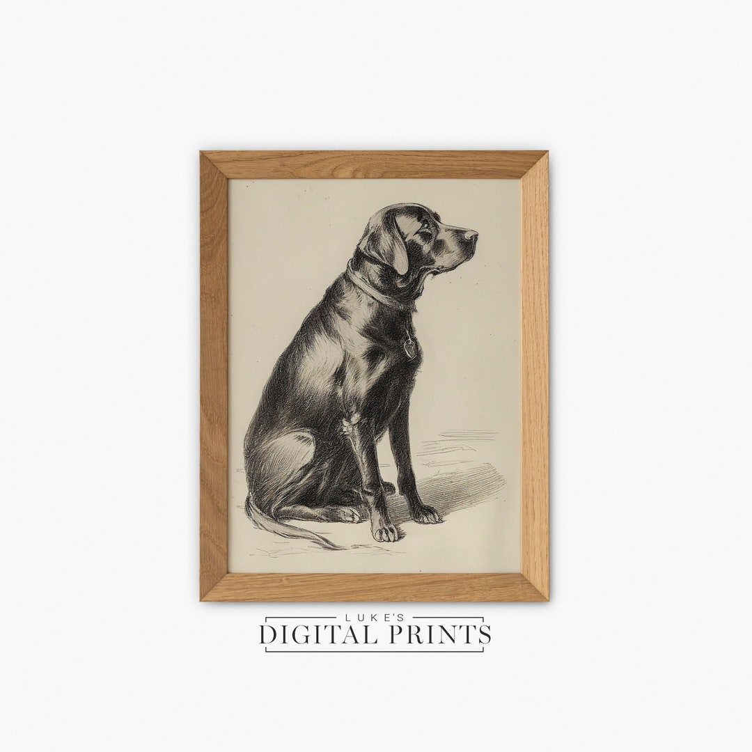 Black Labrador Portrait Sketch Digital Print Download Vintage Dog