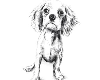 Puede incluir: Un dibujo a lápiz en blanco y negro de un cachorro Cavalier King Charles Spaniel sentado con las orejas levantadas.