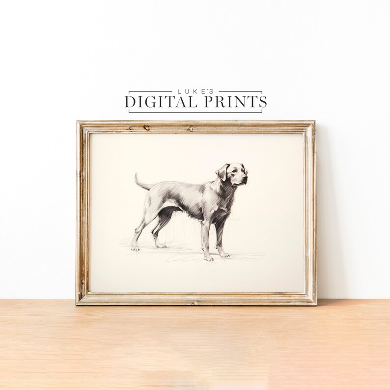 Silver Labrador Art Drawing Print - Vintage Digital Download- Pet Dog Sketch Wall Decor - PRINTABLE