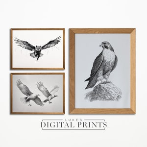 Set Of 3 - Birds Of Prey Pencil Drawing - Digital Print Download - Vintage Bird Sketch Art - PRINTABLE Wildlife Poster