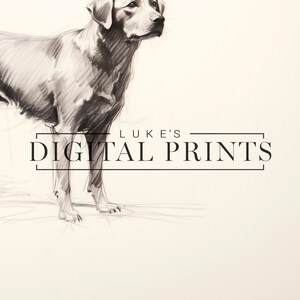 Silver Labrador Art Drawing Print - Vintage Digital Download- Pet Dog Sketch Wall Decor - PRINTABLE