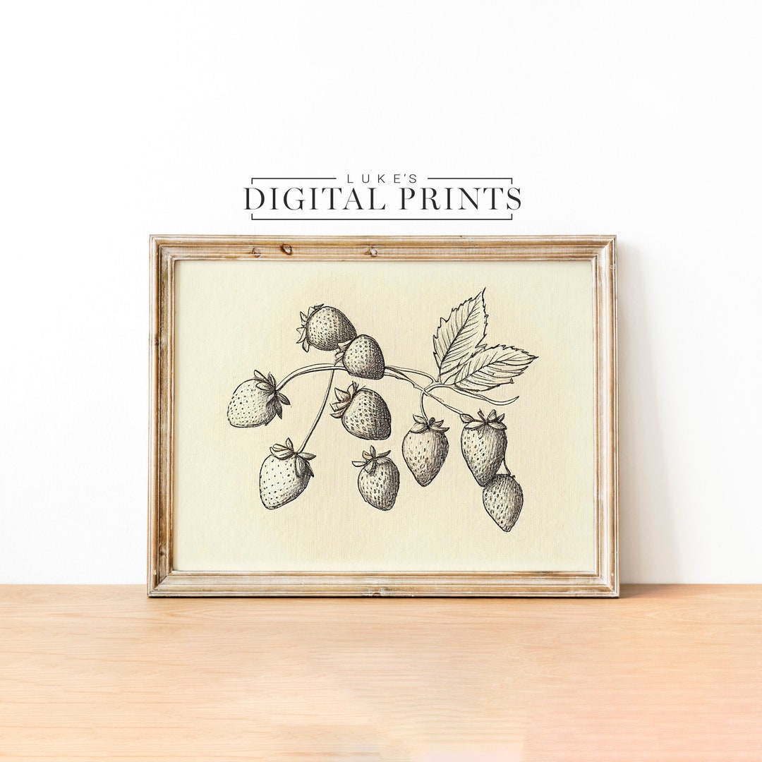  Vintage botanische Erdbeere Bleistift Zeichnung - Digital Print 