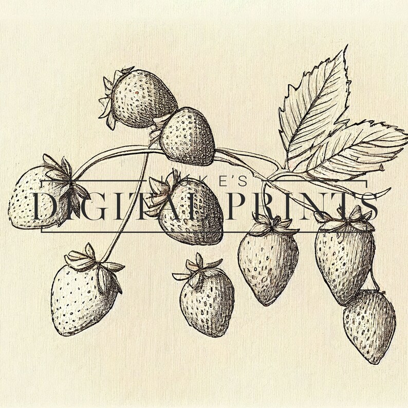  Foto zu Vintage botanische Erdbeere Bleistift Zeichnung - Digital Print 