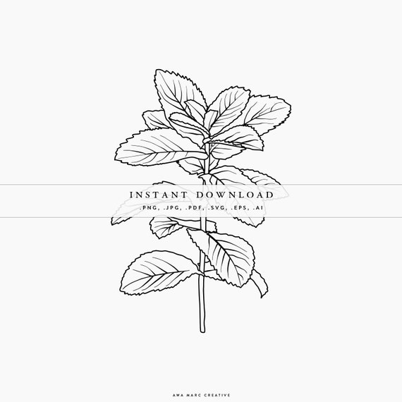 Mint Leaves Clipart Black And White Herbs and Food Recipes