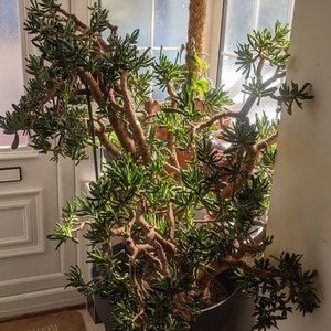 Very Large Jade/Money Plant/ Crassula Ovata 25 years old
