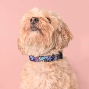 May include: A small, light brown dog with fluffy fur is looking up. The dog is wearing a black and purple patterned collar.