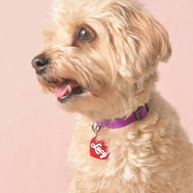 Lucy Heart personalisierte Haustiermarke, Hunde und Katzenmarke Bild 4