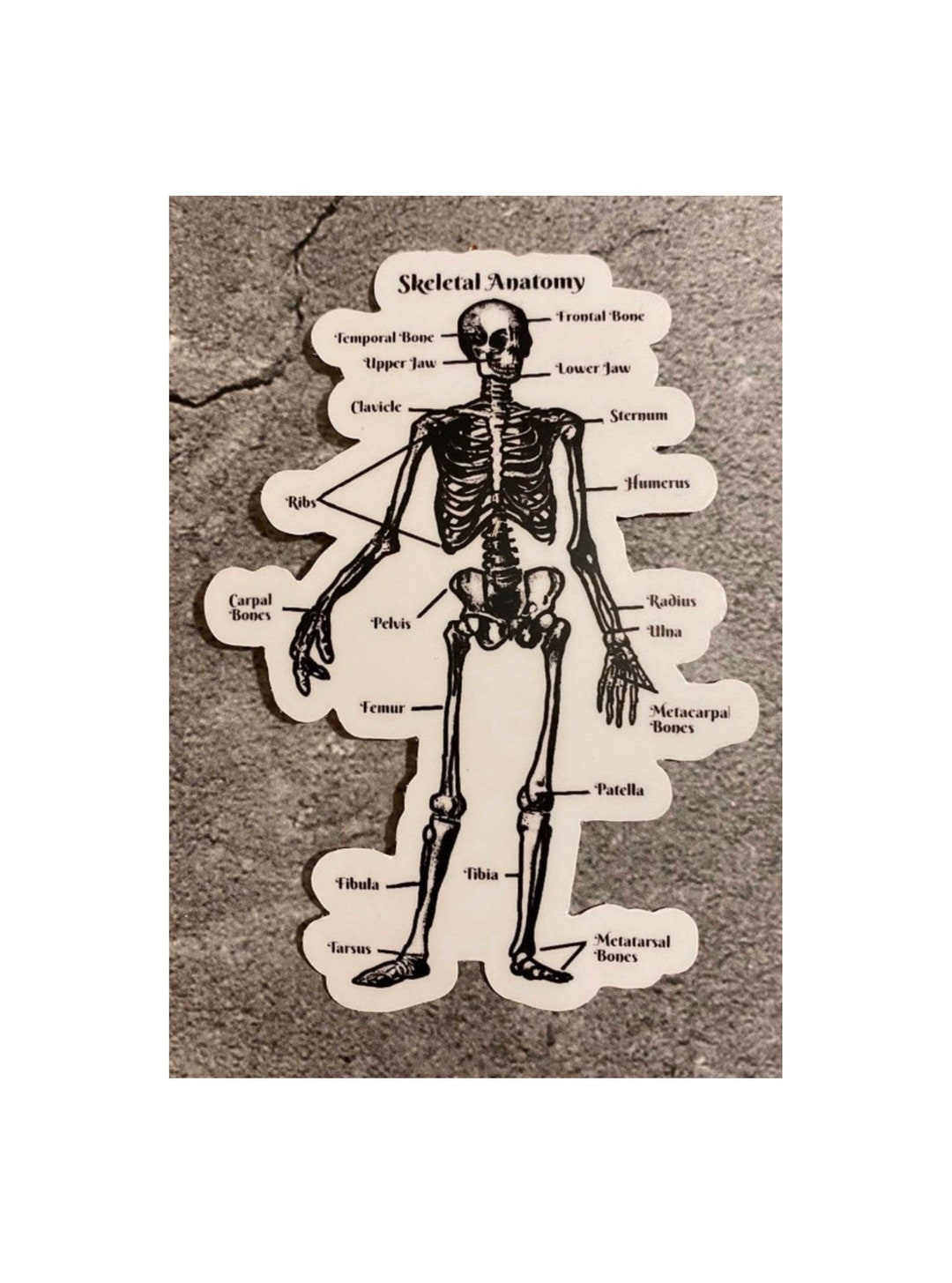 Skeletal System Sticker Skeletal Anatomy Die Cut Sticker~item#40 - Etsy