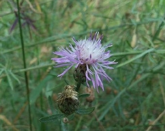 Organic Star Thistle Basket Flower Russian Knapweed Centaury 30/per pack