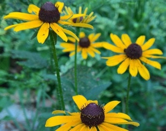 Organic Black Eyed Susan seeds (1000 seeds) .3g