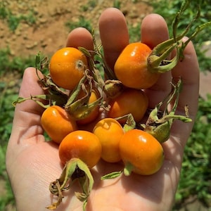 Rosa Rugosa Seeds (20 per pack)