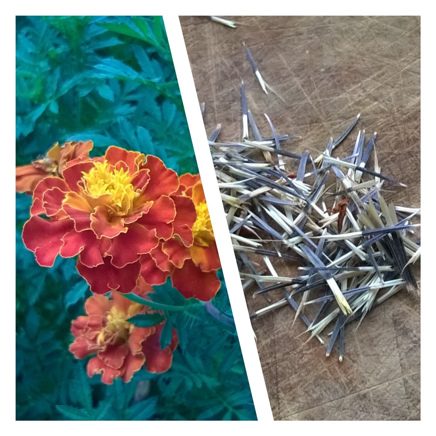 French Marigold Seeds 1 Gram Etsy