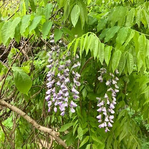 Wisteria Plant - Etsy