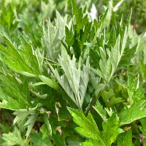 May include: Close-up of vibrant green plant foliage. The leaves have a textured appearance with a mix of light and dark green hues. The image showcases the intricate details of the plant's leaves, creating a natural and fresh aesthetic.