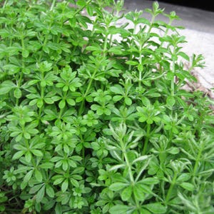 May include: A close-up view of a patch of bright green plants with small, star-shaped leaves. The plants have multiple stems and are densely packed together, creating a lush, textured appearance. The leaves are a vibrant green color.