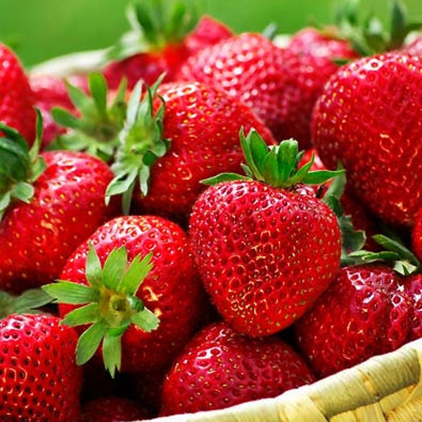 Graines de fraises Quinault Everbearing biologiques (20 par paquet)