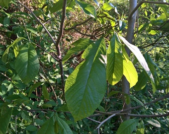 Organic Paw Paw Seeds (6 Seeds)