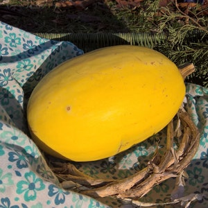 Spaghetti Squash seeds - aka Winter Squash seeds (20 per pack)