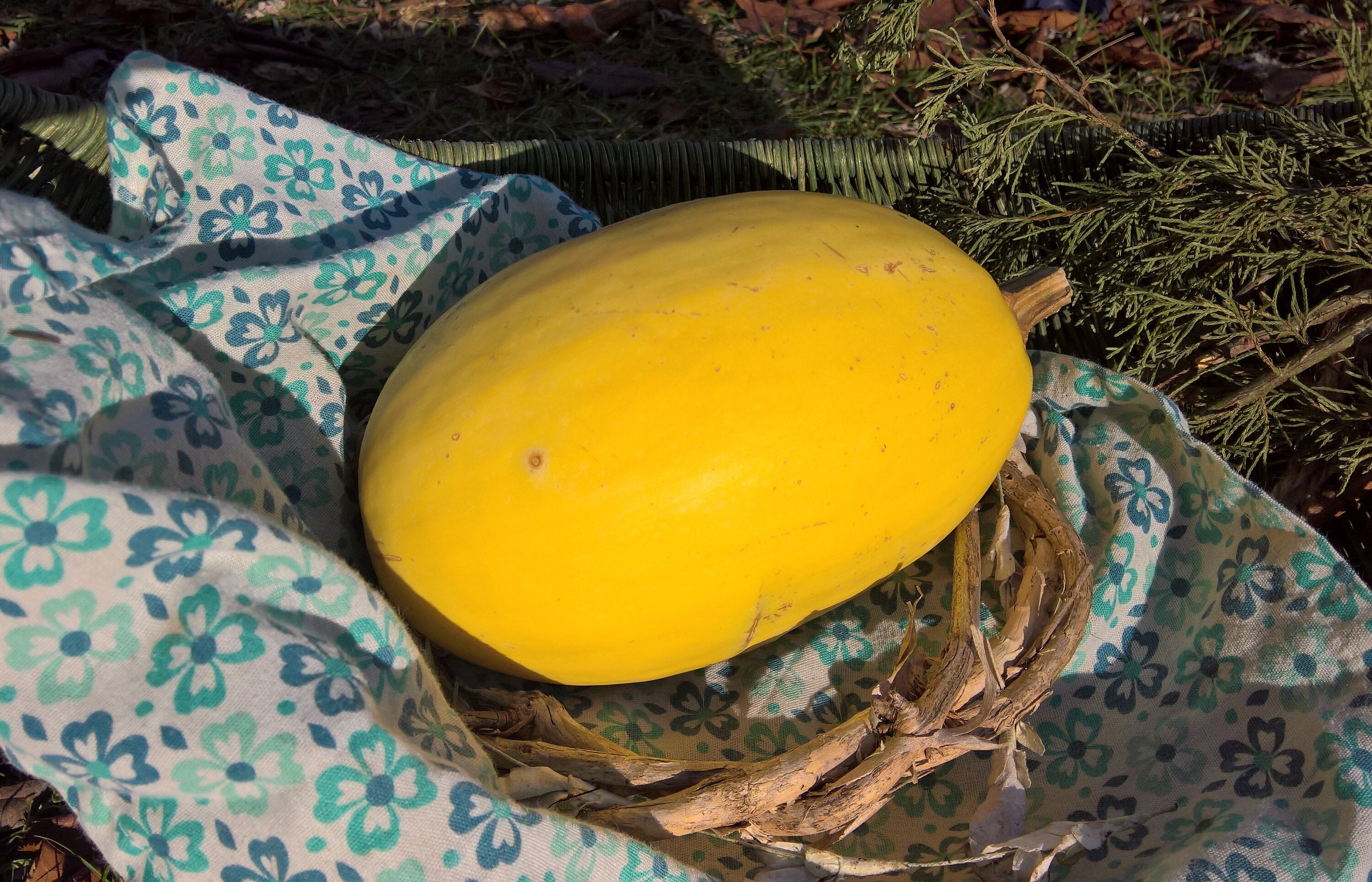 Spaghetti Squash Seeds Aka Winter Squash Seeds 20 per Pack Etsy
