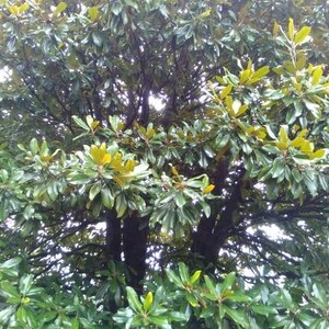 Southern Magnolia tree seeds 6/pack image 3