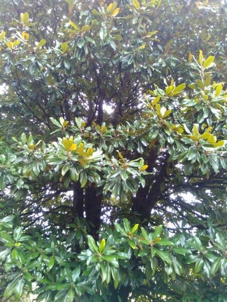 Southern Magnolia tree seeds 6/pack image 3