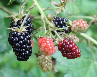 LIVE organic blackberry plants