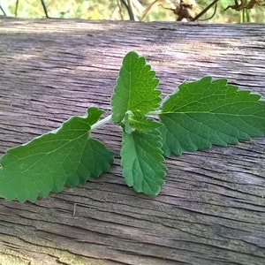 Organic Catnip seeds 20/ per pack