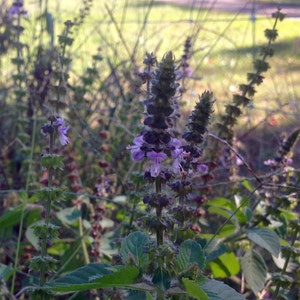 Tulsi Holy Basil Organic Non-gmo seeds .2 grams