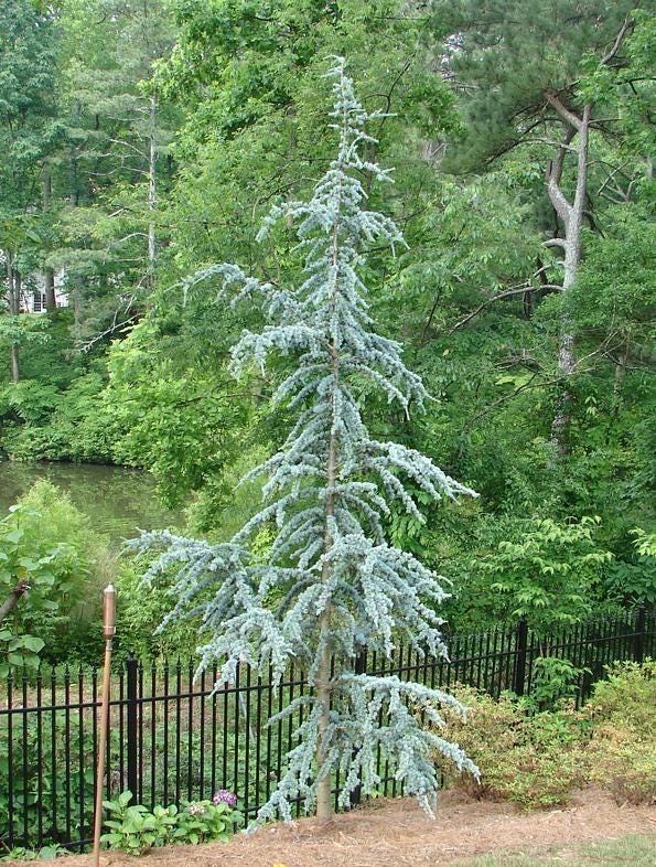 Blue atlas cedar - Etsy 日本