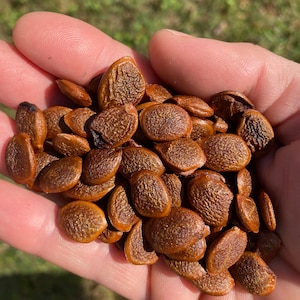 Organic American Persimmon tree seeds 6/pack