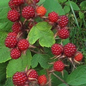 May include: Close-up of a cluster of bright red berries, resembling raspberries, growing on a thorny stem. The berries are in various stages of ripeness, with some appearing a vibrant red and others a lighter orange. Green leaves surround the berries.